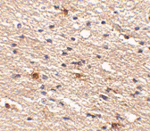 Antibody product image